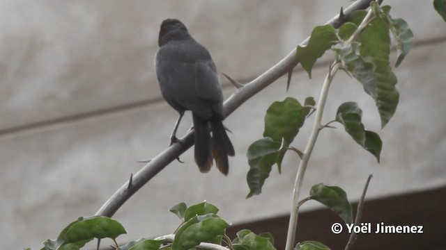Scrub Blackbird - ML201113711
