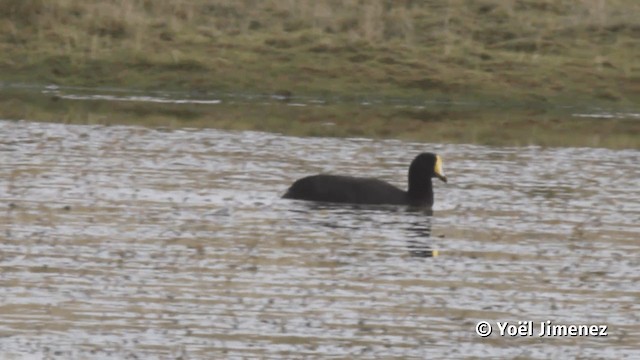 Giant Coot - ML201113841
