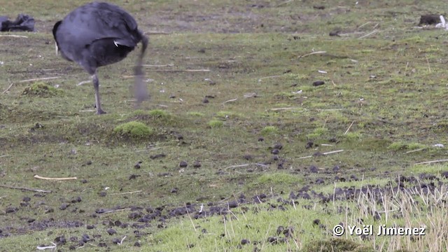  - Slate-colored Coot