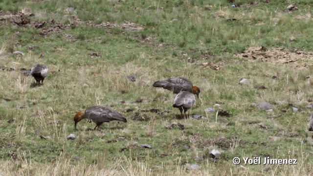 ibis šedokřídlý - ML201113931