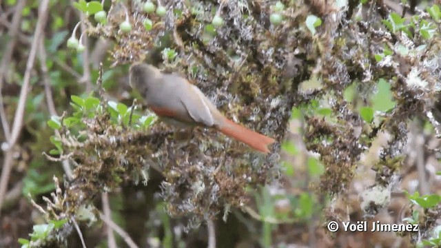 Creamy-crested Spinetail - ML201113941