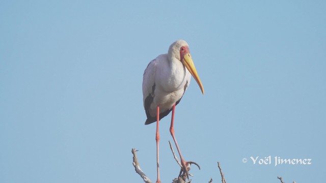 Yellow-billed Stork - ML201113981