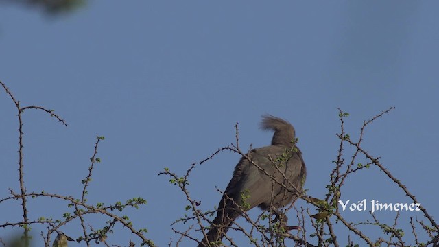Gray Go-away-bird - ML201114091