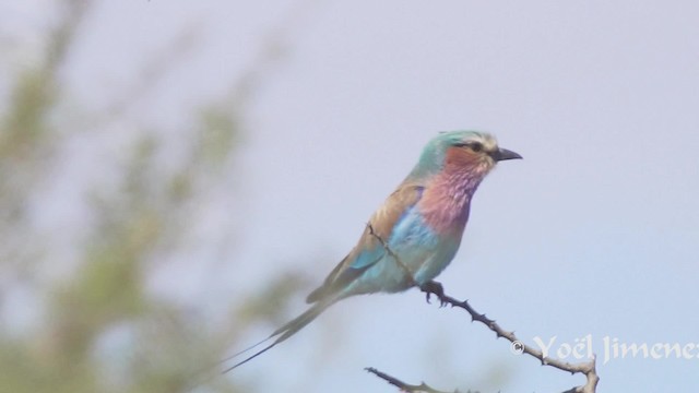 Lilac-breasted Roller (Lilac-breasted) - ML201114101