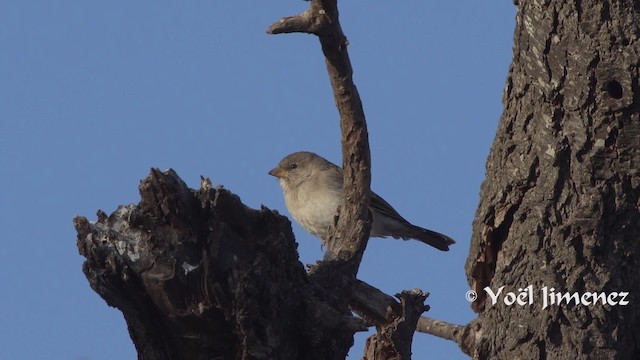 Southern Gray-headed Sparrow - ML201114161