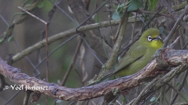  - Cape White-eye (Green)
