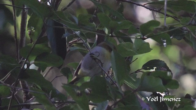 Yellow-throated Woodland-Warbler - ML201114231