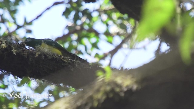 African Emerald Cuckoo - ML201114271