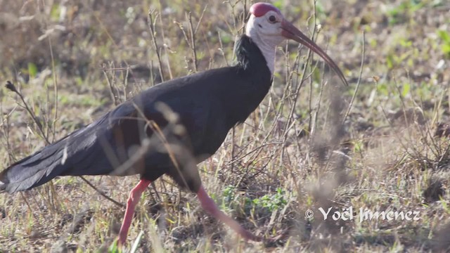 ibis jihoafrický - ML201114451