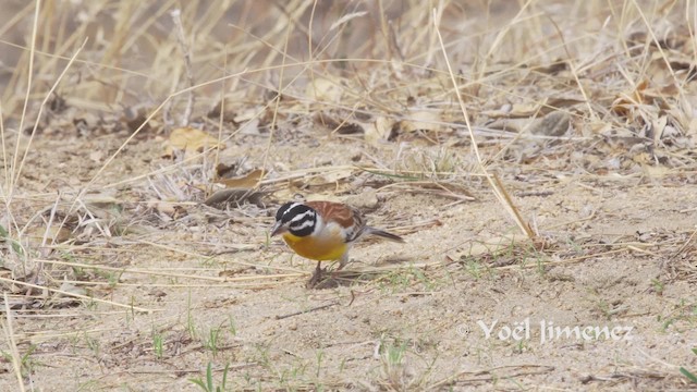 Golden-breasted Bunting - ML201114461