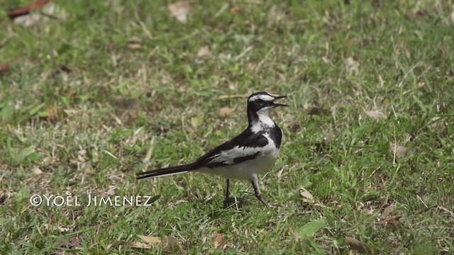 African Pied Wagtail - ML201114551