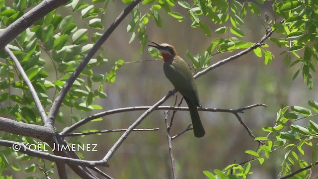 White-fronted Bee-eater - ML201114581