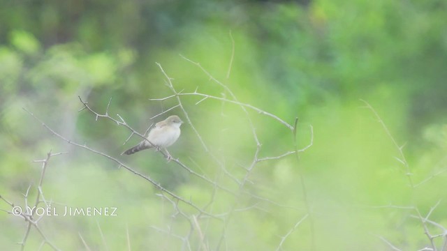 Fan-tailed Grassbird - ML201114631