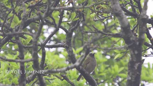 Olivbartvogel (woodwardi) - ML201114691