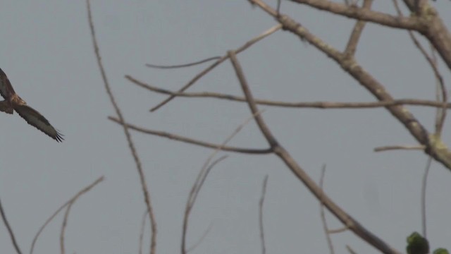 Common Buzzard (Steppe) - ML201114741