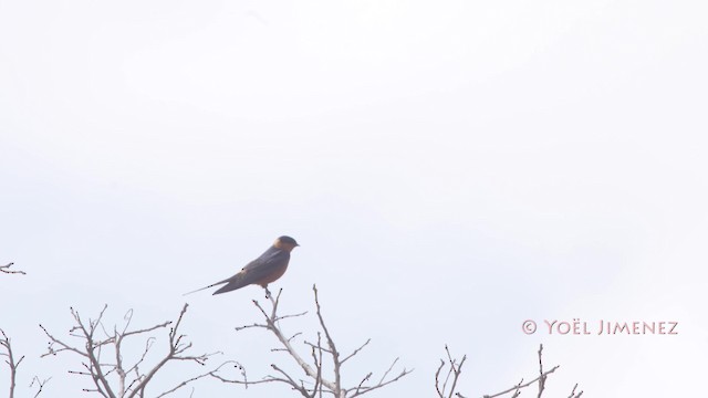 Rufous-chested Swallow - ML201114751