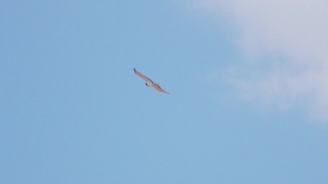 Black-chested Snake-Eagle - ML201114791