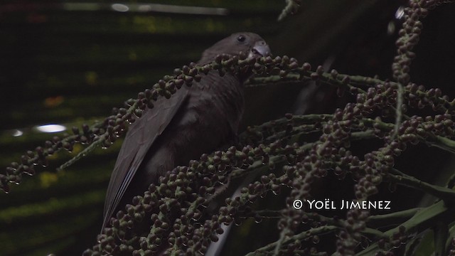 Seychelles Parrot - ML201114891