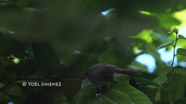 Rufous-crowned Babbler - ML201114901