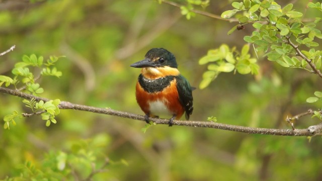 American Pygmy Kingfisher - ML201114931