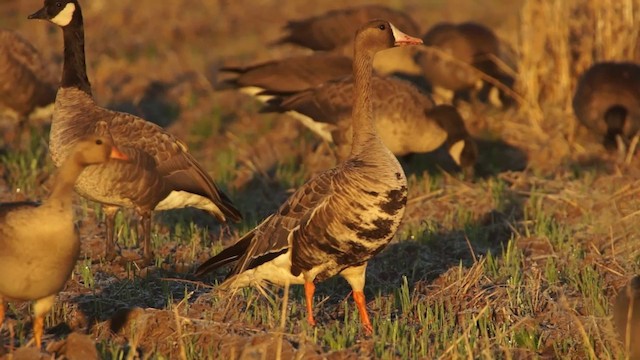 Greater White-fronted Goose (Western) - ML201115111