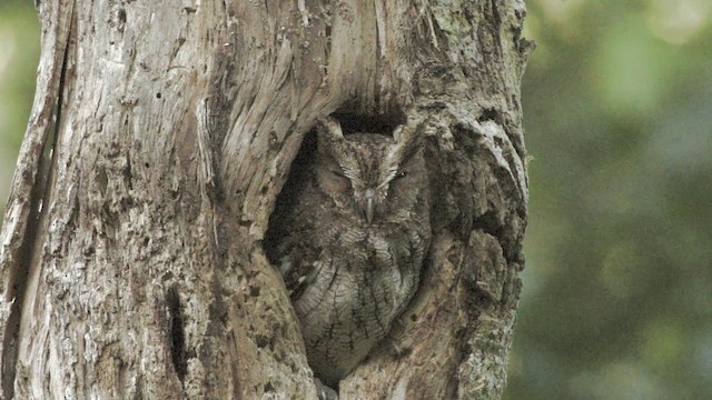 Middle American Screech-Owl - ML201115151