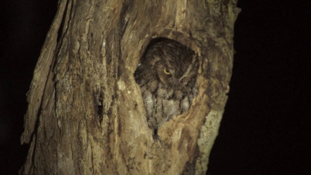 Middle American Screech-Owl (Middle American) - ML201115161