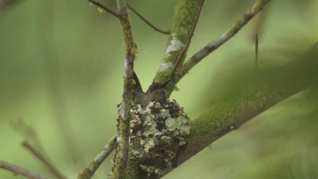 Scaly-breasted Hummingbird (Robert's) - ML201115181