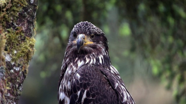 Bald Eagle - ML201115211