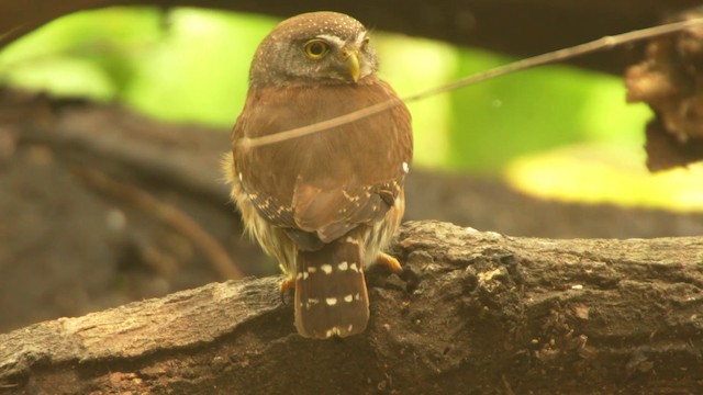 Central American Pygmy-Owl - ML201115221