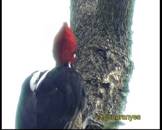 Crimson-crested Woodpecker - ML201115751