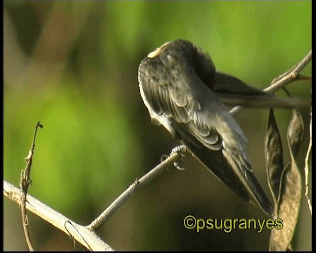 Southern Rough-winged Swallow - ML201115841
