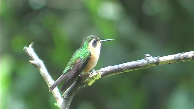 kolibřík blýskavý - ML201116251