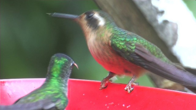 kolibřík blýskavý - ML201116261