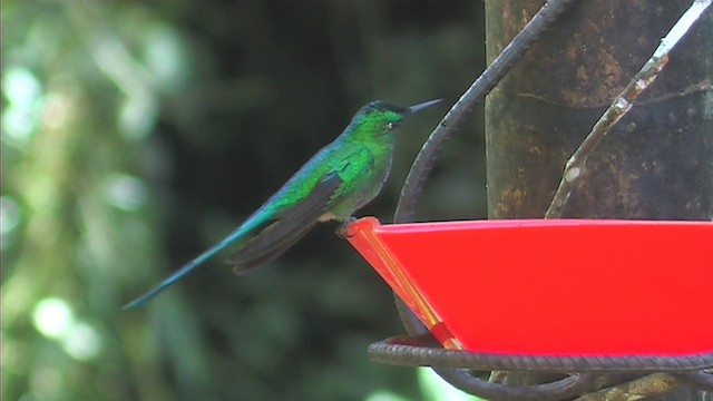 Long-tailed Sylph - ML201116271
