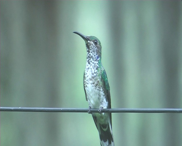 kolibřík bělokrký - ML201116291