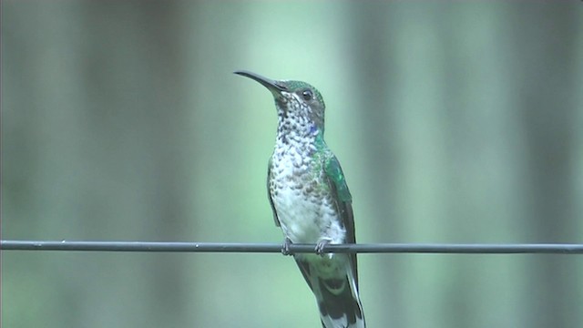 kolibřík bělokrký - ML201116301