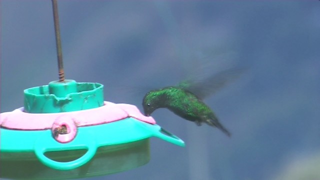 kolibřík blýskavý - ML201116321