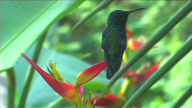 kolibřík bělokrký - ML201116341