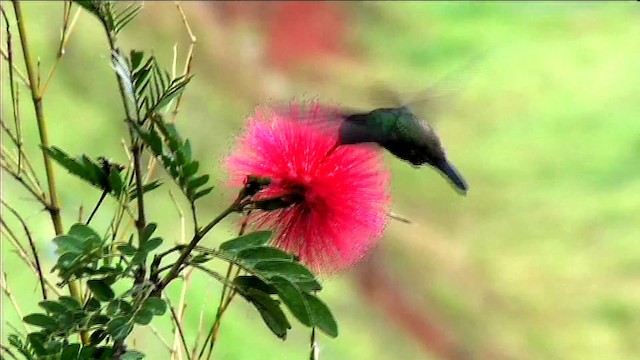 kolibřík blýskavý - ML201116351