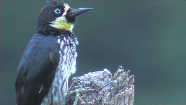 Acorn Woodpecker - ML201116401