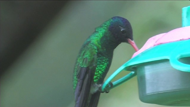 kolibřík modrohlavý - ML201116421