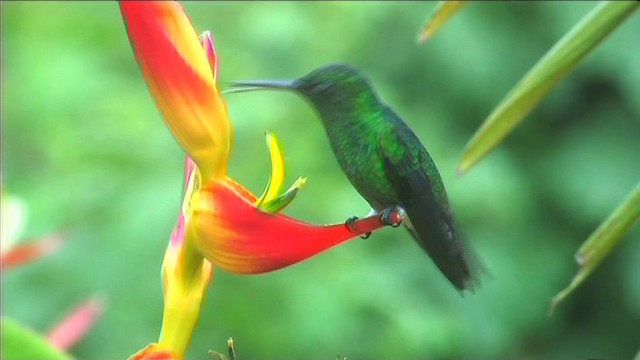 kolibřík blýskavý - ML201116431
