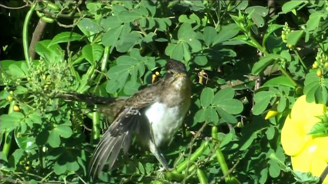 Striped Cuckoo - ML201116471