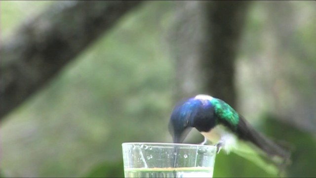 kolibřík bělokrký - ML201116491