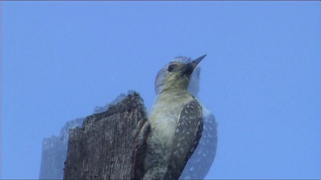 Red-crowned Woodpecker - ML201116501