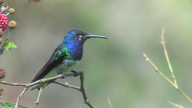 kolibřík bělokrký - ML201116511