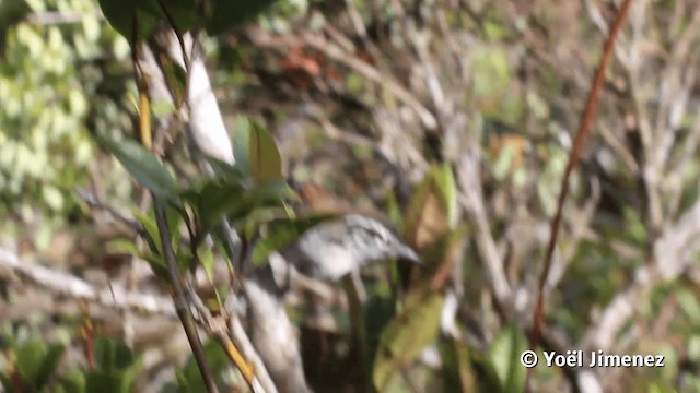 Белокрылый крапивник - ML201116591