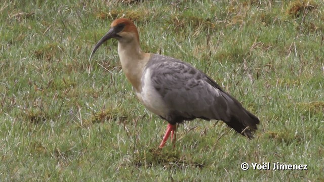 ibis šedokřídlý - ML201116671
