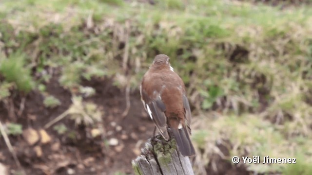 White-winged Cinclodes - ML201116741